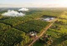 Florestas plantadas já somam mais de 300 milhões de hectares e retiram 2,2 bilhões de toneladas de CO₂ por ano, mas três quartos do potencial futuro esbarram em barreiras sociais Florestas plantadas já somam mais de 300 milhões de hectares e retiram 2,2 bilhões de toneladas de CO₂ por ano, mas três quartos do potencial futuro esbarram em barreiras sociais