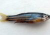 Peixe-zebra corta a nadadeira, ativa um pulso breve de sinal na ponta e usa gradientes de Erk para voltar ao tamanho original Peixe-zebra corta a nadadeira, ativa um pulso breve de sinal na ponta e usa gradientes de Erk para voltar ao tamanho original