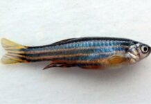 Peixe-zebra corta a nadadeira, ativa um pulso breve de sinal na ponta e usa gradientes de Erk para voltar ao tamanho original Peixe-zebra corta a nadadeira, ativa um pulso breve de sinal na ponta e usa gradientes de Erk para voltar ao tamanho original