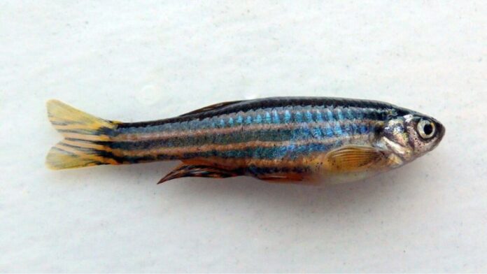 Peixe-zebra corta a nadadeira, ativa um pulso breve de sinal na ponta e usa gradientes de Erk para voltar ao tamanho original Peixe-zebra corta a nadadeira, ativa um pulso breve de sinal na ponta e usa gradientes de Erk para voltar ao tamanho original