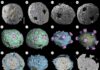 Algas fossilizadas de menos de 1 mm, preservadas em rocha da China há mais de 500 milhões de anos, revelam possível sistema de reprodução complexo Algas fossilizadas de menos de 1 mm, preservadas em rocha da China há mais de 500 milhões de anos, revelam possível sistema de reprodução complexo