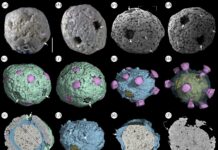 Algas fossilizadas de menos de 1 mm, preservadas em rocha da China há mais de 500 milhões de anos, revelam possível sistema de reprodução complexo Algas fossilizadas de menos de 1 mm, preservadas em rocha da China há mais de 500 milhões de anos, revelam possível sistema de reprodução complexo