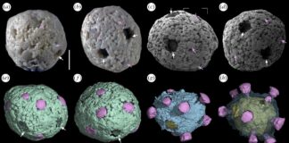 Algas fossilizadas de menos de 1 mm, preservadas em rocha da China há mais de 500 milhões de anos, revelam possível sistema de reprodução complexo Algas fossilizadas de menos de 1 mm, preservadas em rocha da China há mais de 500 milhões de anos, revelam possível sistema de reprodução complexo