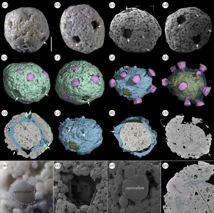 Algas fossilizadas de menos de 1 mm, preservadas em rocha da China há mais de 500 milhões de anos, revelam possível sistema de reprodução complexo Algas fossilizadas de menos de 1 mm, preservadas em rocha da China há mais de 500 milhões de anos, revelam possível sistema de reprodução complexo