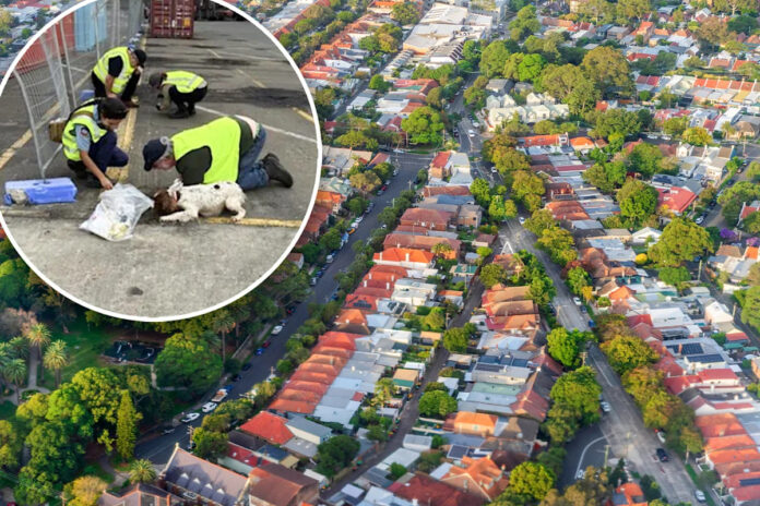 Ninho de formigas-de-fogo achado em contêiner de Sydney põe 10 bairros em alerta e reacende temor de prejuízo de US$ 2 bi ao ano Ninho de formigas-de-fogo achado em contêiner de Sydney põe 10 bairros em alerta e reacende temor de prejuízo de US$ 2 bi ao ano
