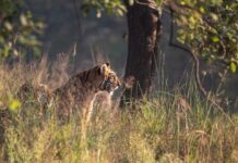 Armênia recebe a COP17 com 30% de terras e mares a proteger até 2030 e US$ 200 bilhões por ano ainda em busca de origem Armênia recebe a COP17 com 30% de terras e mares a proteger até 2030 e US$ 200 bilhões por ano ainda em busca de origem
