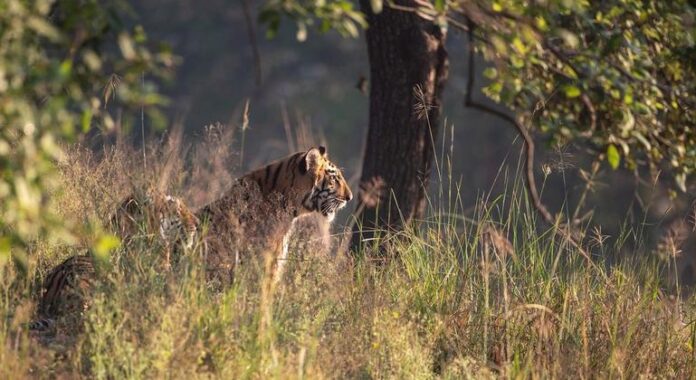 Armênia recebe a COP17 com 30% de terras e mares a proteger até 2030 e US$ 200 bilhões por ano ainda em busca de origem Armênia recebe a COP17 com 30% de terras e mares a proteger até 2030 e US$ 200 bilhões por ano ainda em busca de origem