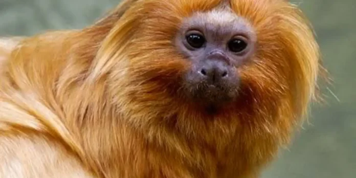 COP17 reúne mais de 200 países em Yerevan para a primeira revisão das 23 metas de 2030, e a conta de proteção ainda não fecha