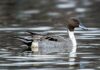Pato de cauda pontuda cruza continentes, perde até 89% dos ninhos em um ano e depende de áreas alagadas a milhares de km Pato de cauda pontuda cruza continentes, perde até 89% dos ninhos em um ano e depende de áreas alagadas a milhares de km