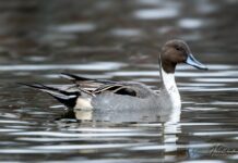 Pato de cauda pontuda cruza continentes, perde até 89% dos ninhos em um ano e depende de áreas alagadas a milhares de km Pato de cauda pontuda cruza continentes, perde até 89% dos ninhos em um ano e depende de áreas alagadas a milhares de km