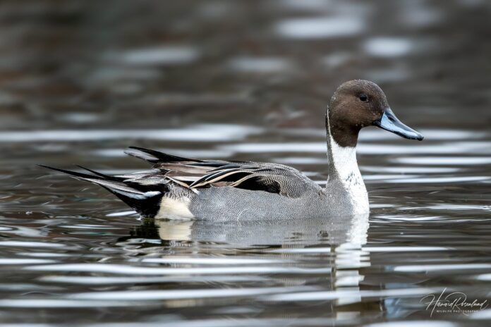 Pato de cauda pontuda cruza continentes, perde até 89% dos ninhos em um ano e depende de áreas alagadas a milhares de km Pato de cauda pontuda cruza continentes, perde até 89% dos ninhos em um ano e depende de áreas alagadas a milhares de km