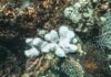Calmaria de ventos fracos no Mar de Coral, somada a sistemas distantes e a um El Niño forte, pode aquecer o oceano e ameaçar a Grande Barreira Calmaria de ventos fracos no Mar de Coral, somada a sistemas distantes e a um El Niño forte, pode aquecer o oceano e ameaçar a Grande Barreira
