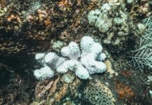 Calmaria de ventos fracos no Mar de Coral, somada a sistemas distantes e a um El Niño forte, pode aquecer o oceano e ameaçar a Grande Barreira Calmaria de ventos fracos no Mar de Coral, somada a sistemas distantes e a um El Niño forte, pode aquecer o oceano e ameaçar a Grande Barreira