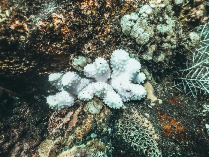 Calmaria de ventos fracos no Mar de Coral, somada a sistemas distantes e a um El Niño forte, pode aquecer o oceano e ameaçar a Grande Barreira Calmaria de ventos fracos no Mar de Coral, somada a sistemas distantes e a um El Niño forte, pode aquecer o oceano e ameaçar a Grande Barreira