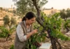 Pesquisadora cruza plantas citadas no Antigo Testamento, no Novo Testamento e no Alcorão e mostra que oliveira e videira aparecem nos três Pesquisadora cruza plantas citadas no Antigo Testamento, no Novo Testamento e no Alcorão e mostra que oliveira e videira aparecem nos três