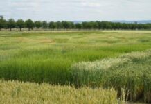 Dez variedades de trigo cultivadas com 546 ppm de CO₂ perdem glúten, mudam a proteína e alteram até a qualidade do pão Dez variedades de trigo cultivadas com 546 ppm de CO₂ perdem glúten, mudam a proteína e alteram até a qualidade do pão