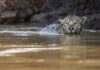 Onça-pintada atravessa rios, caça jacaré e sobe em árvores quando a água cobre a floresta, mostram pesquisas na Amazônia Onça-pintada atravessa rios, caça jacaré e sobe em árvores quando a água cobre a floresta, mostram pesquisas na Amazônia