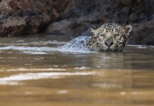 Onça-pintada atravessa rios, caça jacaré e sobe em árvores quando a água cobre a floresta, mostram pesquisas na Amazônia Onça-pintada atravessa rios, caça jacaré e sobe em árvores quando a água cobre a floresta, mostram pesquisas na Amazônia
