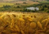 Após peste matar um terço dos europeus, campos abandonados perdem cerca de 40% da diversidade de plantas, mostra pólen de 4.600 amostras Após peste matar um terço dos europeus, campos abandonados perdem cerca de 40% da diversidade de plantas, mostra pólen de 4.600 amostras