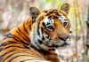 Fotógrafo viaja duas semanas pela Índia, tira cerca de 30 mil fotos e vê o primeiro tigre selvagem em poucas horas de safári Fotógrafo viaja duas semanas pela Índia, tira cerca de 30 mil fotos e vê o primeiro tigre selvagem em poucas horas de safári