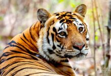Fotógrafo viaja duas semanas pela Índia, tira cerca de 30 mil fotos e vê o primeiro tigre selvagem em poucas horas de safári Fotógrafo viaja duas semanas pela Índia, tira cerca de 30 mil fotos e vê o primeiro tigre selvagem em poucas horas de safári