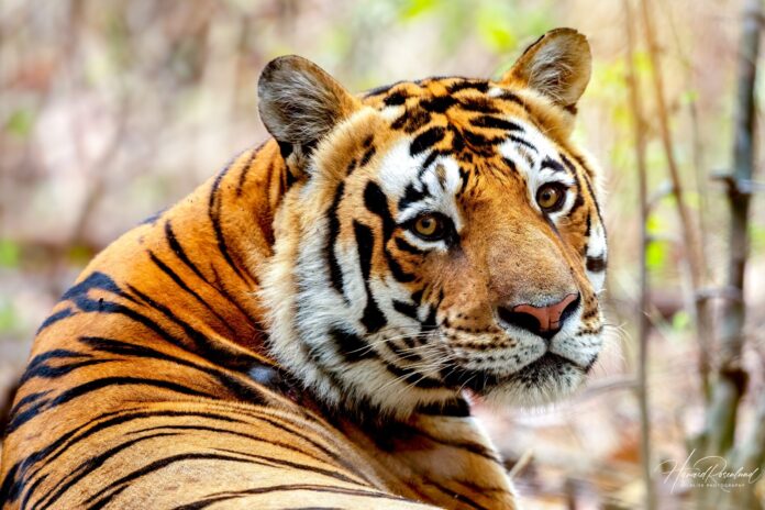 Fotógrafo viaja duas semanas pela Índia, tira cerca de 30 mil fotos e vê o primeiro tigre selvagem em poucas horas de safári Fotógrafo viaja duas semanas pela Índia, tira cerca de 30 mil fotos e vê o primeiro tigre selvagem em poucas horas de safári