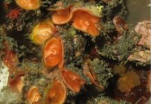 Braquiópodes com fósseis de mais de 500 milhões de anos têm ancestral em comum com briozoários e foronídeos, indica análise inédita Braquiópodes com fósseis de mais de 500 milhões de anos têm ancestral em comum com briozoários e foronídeos, indica análise inédita