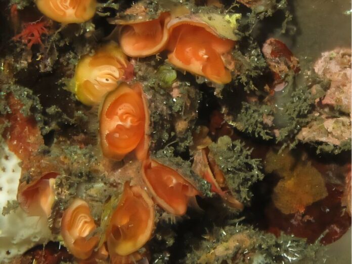 Braquiópodes com fósseis de mais de 500 milhões de anos têm ancestral em comum com briozoários e foronídeos, indica análise inédita Braquiópodes com fósseis de mais de 500 milhões de anos têm ancestral em comum com briozoários e foronídeos, indica análise inédita