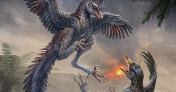 Fóssil de 148 milhões de anos achado na China revela ave do tamanho de um corvo que corria em vez de voar, com garra em foice no segundo dedo Fóssil de 148 milhões de anos achado na China revela ave do tamanho de um corvo que corria em vez de voar, com garra em foice no segundo dedo