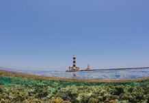 Corais do Mar Vermelho resistiram por anos ao calor, mas branqueamento de 2024 atingiu 50% das colônias em Wadi El Gemal Corais do Mar Vermelho resistiram por anos ao calor, mas branqueamento de 2024 atingiu 50% das colônias em Wadi El Gemal