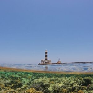 Corais do Mar Vermelho resistiram por anos ao calor, mas branqueamento de 2024 atingiu 50% das colônias em Wadi El Gemal Corais do Mar Vermelho resistiram por anos ao calor, mas branqueamento de 2024 atingiu 50% das colônias em Wadi El Gemal