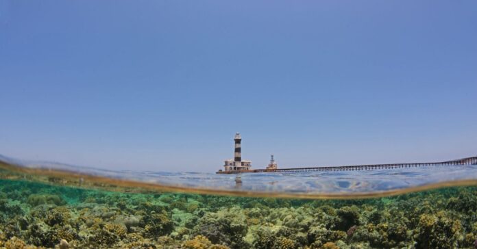 Corais do Mar Vermelho resistiram por anos ao calor, mas branqueamento de 2024 atingiu 50% das colônias em Wadi El Gemal Corais do Mar Vermelho resistiram por anos ao calor, mas branqueamento de 2024 atingiu 50% das colônias em Wadi El Gemal