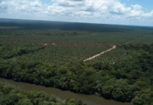 Agropalma cria sistema com dados do INPE e da NASA, vigia focos de calor até 5 km das fazendas e alerta 509 produtores Agropalma cria sistema com dados do INPE e da NASA, vigia focos de calor até 5 km das fazendas e alerta 509 produtores
