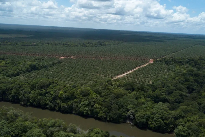 Agropalma cria sistema com dados do INPE e da NASA, vigia focos de calor até 5 km das fazendas e alerta 509 produtores