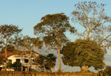 Decoada: o fenômeno natural que tira o oxigênio dos rios do Pantanal e pode matar toneladas de peixes Decoada: o fenômeno natural que tira o oxigênio dos rios do Pantanal e pode matar toneladas de peixes