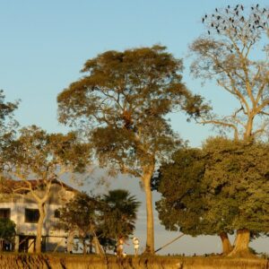 Decoada: o fenômeno natural que tira o oxigênio dos rios do Pantanal e pode matar toneladas de peixes Decoada: o fenômeno natural que tira o oxigênio dos rios do Pantanal e pode matar toneladas de peixes