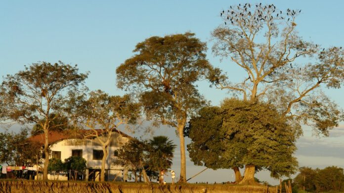 Decoada: o fenômeno natural que tira o oxigênio dos rios do Pantanal e pode matar toneladas de peixes Decoada: o fenômeno natural que tira o oxigênio dos rios do Pantanal e pode matar toneladas de peixes