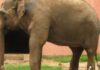 Elefante Sandro chega ao santuário em Mato Grosso com sinais de artrite e músculos atrofiados depois de 44 anos de zoológico Elefante Sandro chega ao santuário em Mato Grosso com sinais de artrite e músculos atrofiados depois de 44 anos de zoológico