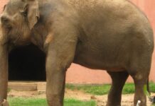 Elefante Sandro chega ao santuário em Mato Grosso com sinais de artrite e músculos atrofiados depois de 44 anos de zoológico Elefante Sandro chega ao santuário em Mato Grosso com sinais de artrite e músculos atrofiados depois de 44 anos de zoológico