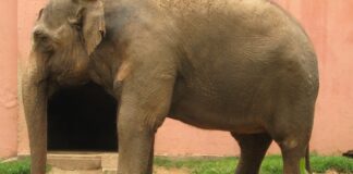 Elefante Sandro chega ao santuário em Mato Grosso com sinais de artrite e músculos atrofiados depois de 44 anos de zoológico Elefante Sandro chega ao santuário em Mato Grosso com sinais de artrite e músculos atrofiados depois de 44 anos de zoológico