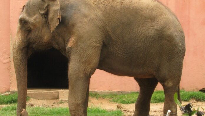 Elefante Sandro chega ao santuário em Mato Grosso com sinais de artrite e músculos atrofiados depois de 44 anos de zoológico Elefante Sandro chega ao santuário em Mato Grosso com sinais de artrite e músculos atrofiados depois de 44 anos de zoológico