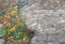 Amazônia emite 1,17 bilhão de toneladas de CO2 a mais do que absorve por ano e cientistas apontam o fogo como principal causa Amazônia emite 1,17 bilhão de toneladas de CO2 a mais do que absorve por ano e cientistas apontam o fogo como principal causa