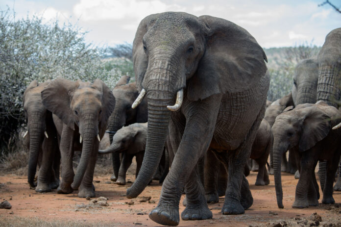 Elefantes perderam 70% da população na savana africana e baleias guardam carbono por décadas, mas cientistas alertam que o clima não é argumento para salvá-los Elefantes perderam 70% da população na savana africana e baleias guardam carbono por décadas, mas cientistas alertam que o clima não é argumento para salvá-los