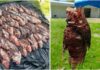 Pescadores de Porto Seguro recebem R$ 10 por peixe-leão capturado e já tiraram 440 invasores do mar da Bahia Pescadores de Porto Seguro recebem R$ 10 por peixe-leão capturado e já tiraram 440 invasores do mar da Bahia