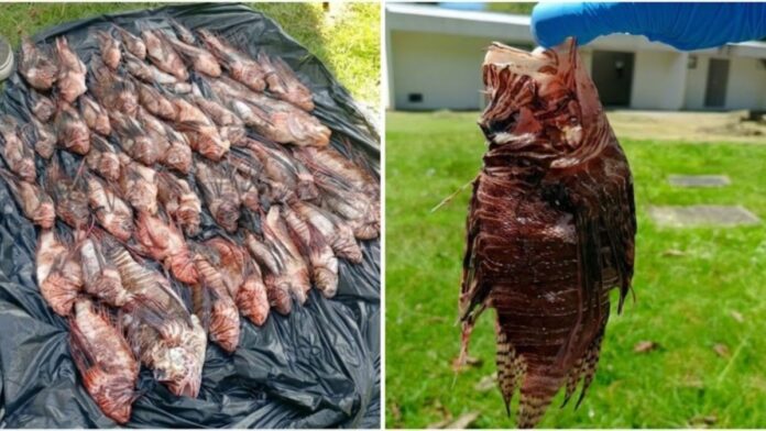 Pescadores de Porto Seguro recebem R$ 10 por peixe-leão capturado e já tiraram 440 invasores do mar da Bahia Pescadores de Porto Seguro recebem R$ 10 por peixe-leão capturado e já tiraram 440 invasores do mar da Bahia