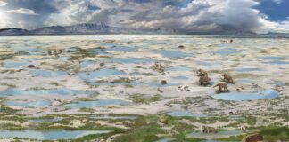 Pegadas de 23 mil anos no deserto do Novo México revelam floresta que virou estepe em cerca de 100 anos Pegadas de 23 mil anos no deserto do Novo México revelam floresta que virou estepe em cerca de 100 anos