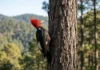 Pica-pau-imperial, sem registro confirmado na natureza desde 1956, ganha modelo 3D animado feito com 288 fotos de um único exemplar Pica-pau-imperial, sem registro confirmado na natureza desde 1956, ganha modelo 3D animado feito com 288 fotos de um único exemplar