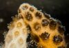 Pesquisadores de Stanford juntam coral branqueado a um clone saudável e veem a recuperação completa em sete semanas Pesquisadores de Stanford juntam coral branqueado a um clone saudável e veem a recuperação completa em sete semanas