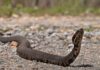 Estrada de 2,5 milhas em Illinois fecha para carros duas vezes ao ano e vira passagem de milhares de cobras que trocam de abrigo Estrada de 2,5 milhas em Illinois fecha para carros duas vezes ao ano e vira passagem de milhares de cobras que trocam de abrigo