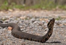 Estrada de 2,5 milhas em Illinois fecha para carros duas vezes ao ano e vira passagem de milhares de cobras que trocam de abrigo Estrada de 2,5 milhas em Illinois fecha para carros duas vezes ao ano e vira passagem de milhares de cobras que trocam de abrigo